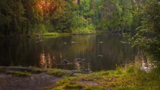 Sorsat uiskentelemassa metsälammella.